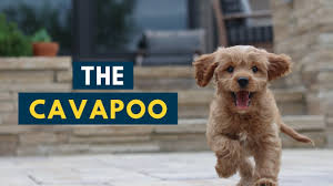 I have recently adopted a cavapoo from hill peak pups. The Cavapoo Everything You Should Know About The Adorable Dog Youtube