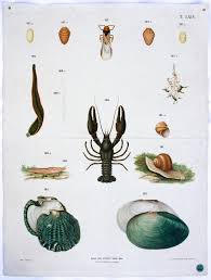 Antique Wall Chart Mussels Flowers Critters By Schlereth 1879