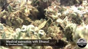 But due to the higher cost associated with ethanol, many manufacturers choose to go with synthetic solvents (hydrocarbons like butane or hexane). Video Extraction Of Cannabis Oil Rich In Cbd With Pure Ethanol