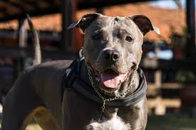 pit bull stock photos images and
