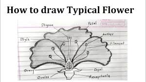 how to draw the structure of typical