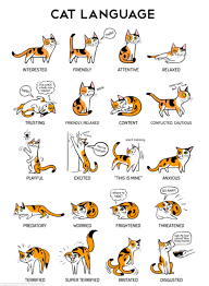 Feline Mysteries Solved With Cat Body Language Chart Cute