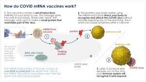 COVID mRNA Vaccines - General Information | Greater Atlanta Women's  Healthcare