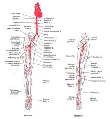 Image Result For Flow Chart Of Arteries Lower Limb