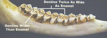 How To Age Deer By Teeth Aging Deer Jawbones