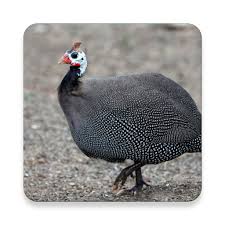 This call is nothing like the. Guinea Fowl Sound Collections Sclip App Apps On Google Play