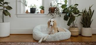 House Plants Safe For Your Pets