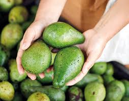 veja os benefícios do abacate para a