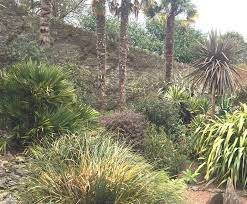 Exotic Evergreens Tropical Plants For