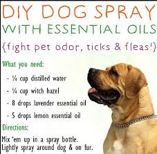 12 homemade deodorant spray for dogs