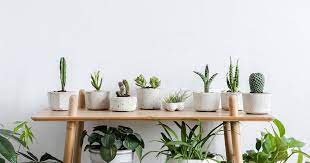 How To Grow And Take Care Of Indoor Plants
