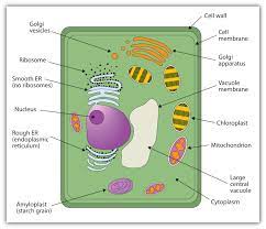 membraneembrane lipids