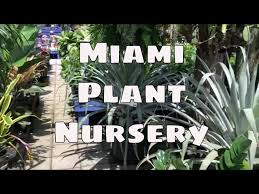 Tropical Plant Ping Miami