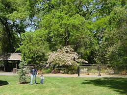 micke grove regional park anese garden