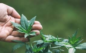 Senado busca acuerdo para allanarse a la regulación de cannabis