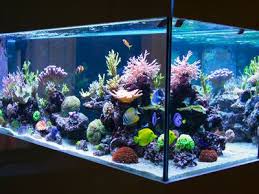 The 6 Best Led Lighting Sets For Reef Tanks