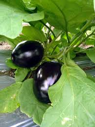 Growing Eggplant How To Grow Eggplant