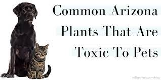 Common Arizona Plants That Are Toxic To