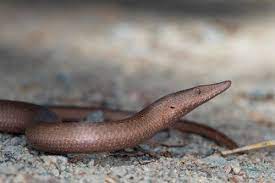 They occur in many types of country and in desert areas. Burton S Legless Lizard Reptiles Magazine