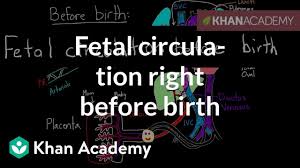 Fetal Circulation Right Before Birth Circulatory System Physiology Nclex Rn Khan Academy