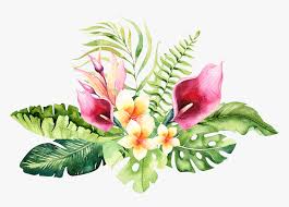 Nad sylvan has a passion for gardening and is an expert connoisseur of flowers and plants. Hand Drawn Watercolor Tropical Flower Png Download Tropical Flowers Transparent Background Png Download Kindpng