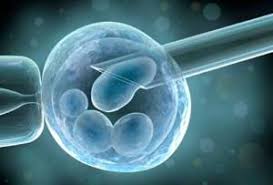 Masa embrio atau kehamilan manusia sekitar 9 bulan 10 hari. Teknologi In Vitro Embryo Pada Ternak Informasi Peternakan