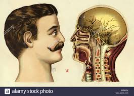 Medicine Anatomy Human Man Side Face Cross Section