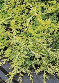 photo of juniperus golden carpet