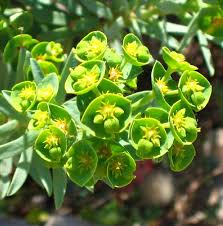 Euphorbia segetalis (Pine Spurge) : MaltaWildPlants.com - the ...