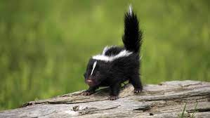 learn about skunk es and when they