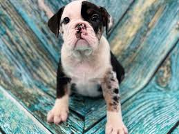 Their longer legs and more pronounced muzzle make them healthier than their cousin, the english bulldog. Broipcteitmaam