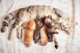 does a mom cat miss her kittens