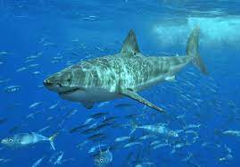 Белая акула — Википедия