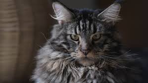 This breed probably was introduced by seamen who sailed into new england. The Grey Maine Coon Everything You Need To Know Ginger Cat House