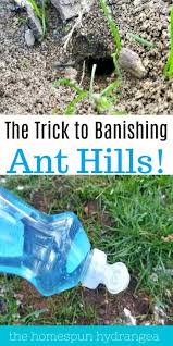how to get rid of ant hills in your