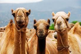 ऊंट के बारे में निबंध. Camel Leasing Impacting Somali Lives Agrilinks
