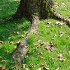 Tree Roots Under Concrete Airlift