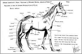 Equine Anatomy Quiz Bhut Digimerge Net
