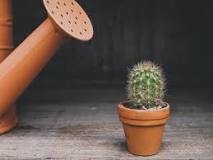 What does a cactus look like when it needs water?