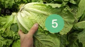 why is my lettuce bitter here are 4