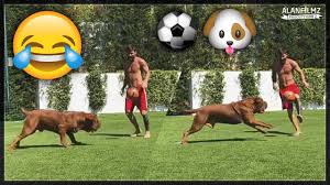 We did not find results for: Lionel Messi Playing Football With His Dog Youtube