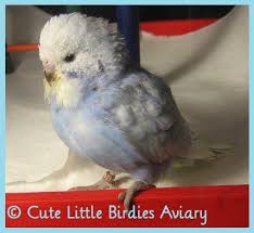 Budgie Hand Feeding And Weaning Guide Cute Little Birdies