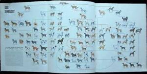 Details About 1949 Pin Up Dog Genealogy Poster Print Article 114 Breeds Rep Shepherds Lap