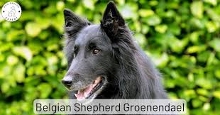 the belgian shepherd groenendael is one