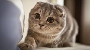 Kucing ini tergolong kucing yang cantik, oleh karena itu harga kucing anggora tergolong mahal. 14 Kucing Ras Termahal Dengan Harga Fantastik Di Dunia