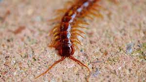 where do centipedes come from and