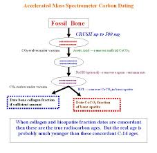 How Do Scientists Use Carbon Dating To Determine The Ages Of