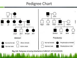 Mrs Stewart Biology Pedigree Charts Ppt Download
