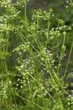When should parsley be pruned?