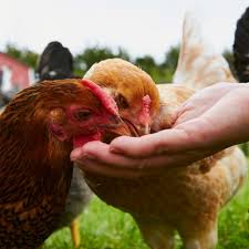 The rule of thumb is that you should never feed your chickens meat that you would not eat yourself. What Can Chickens Eat Chicken Treats To Feed And Avoid Purina Animal Nutrition